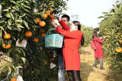 江津石门镇第十二届采果节3月31日启幕 200余万斤晚熟柑橘等你来采摘